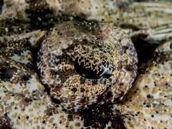 Eye of a crodile fish. The eye has very nice details. by Brenda De Vries 